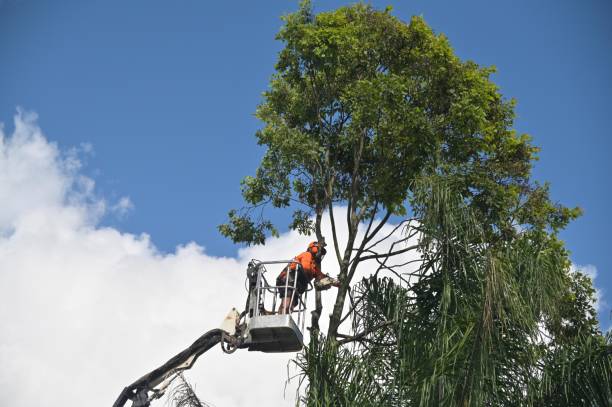 Leaf Removal in Lauderdale By The Sea, FL